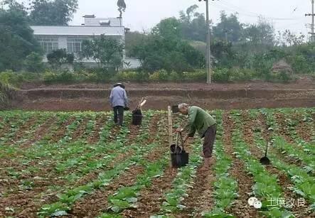 施用石灰改良酸性土壤有“两忌”