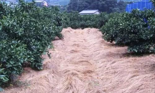 被欧美和日本广泛采用的果园覆草法，你用了吗？