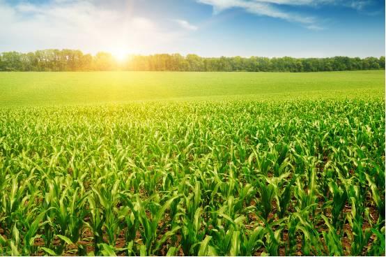 农业生产不可或缺的好帮手：腐殖酸肥