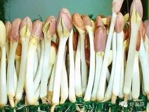 把花生发成芽，奇迹发生了！