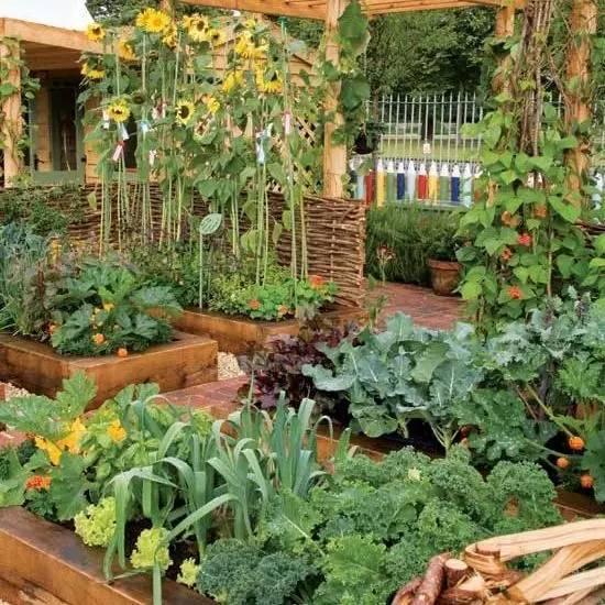 种菜的最高境界，让庭院更美