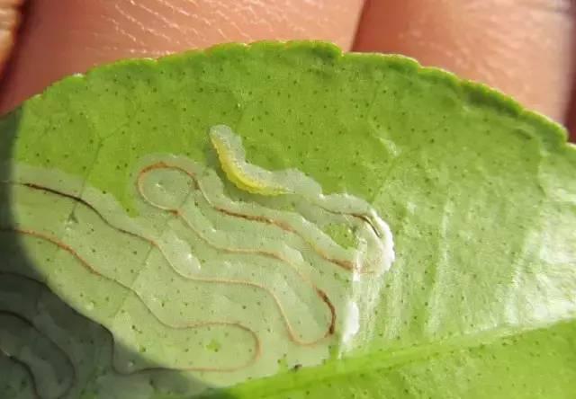 果树虫害来袭,方法不正确怎么打好这场硬仗!
