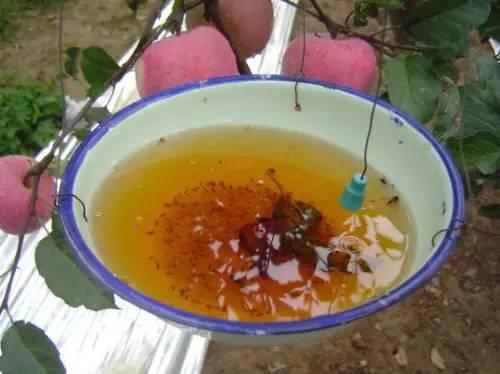 果树虫害来袭,方法不正确怎么打好这场硬仗!