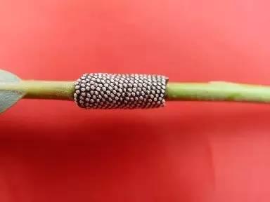 果树虫害来袭,方法不正确怎么打好这场硬仗!