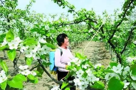 果树虫害来袭,方法不正确怎么打好这场硬仗!