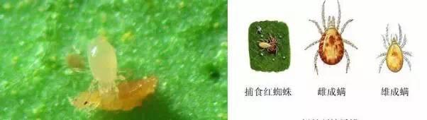 常见天敌昆虫大全（附图）