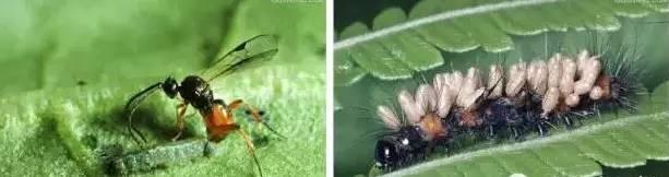 常见天敌昆虫大全（附图）