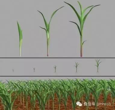 玉米除草注意事项，这些事播种之前你就必须知道