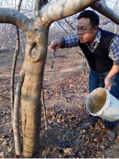 苹果腐烂病春季防治要点：给果树穿件“衣服”