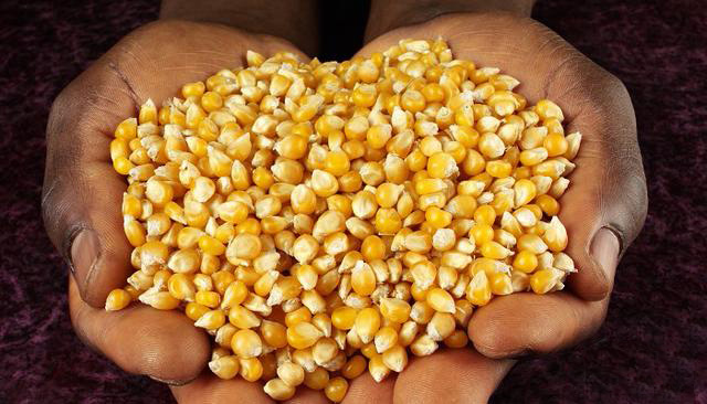 玉米价格持续上涨-明年应该怎么种植更丰收？.jpg