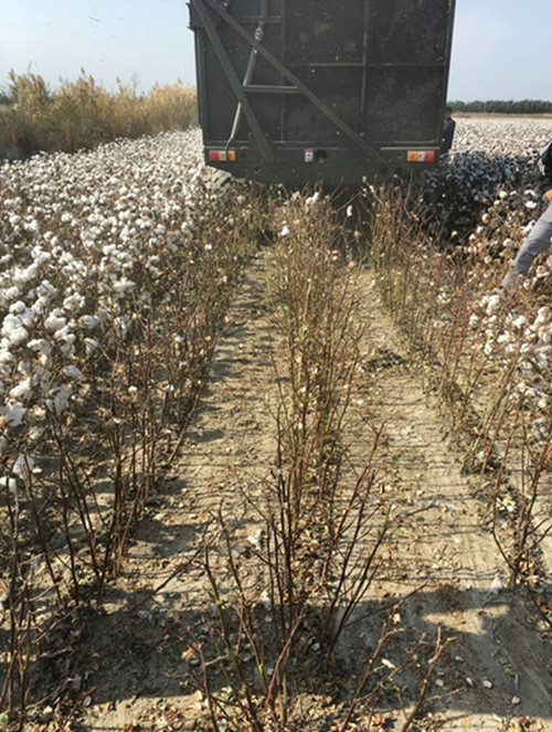 统收式采棉机于新疆、山东、河南进行试验示范2.jpg