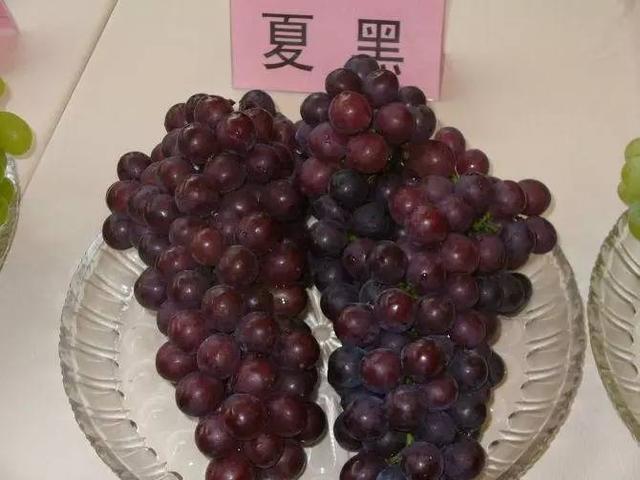 有机肥用量对夏黑葡萄的影响