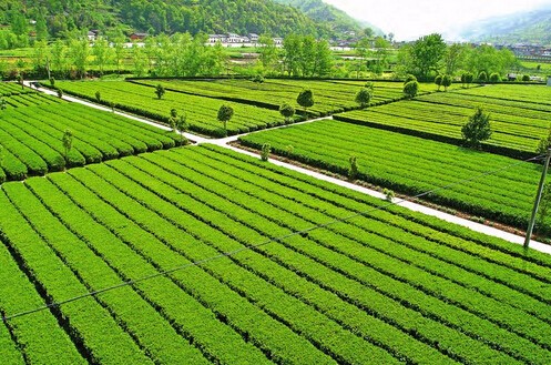 茶产业.jpg