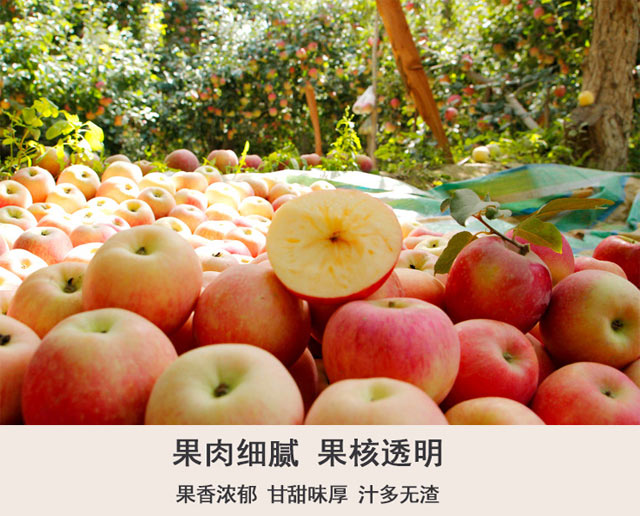 阿克苏苹果穿“棉衣”  新疆以林果园将品质快递到家