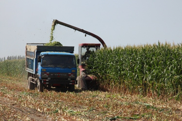 中国今年调减玉米种植面积3000万亩