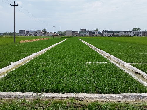 成都华宏生物技术改良酸化土壤 水稻“降镉”显成效