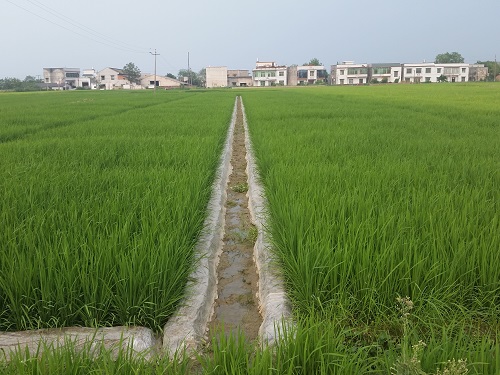 成都华宏生物技术改良酸化土壤 水稻“降镉”显成效