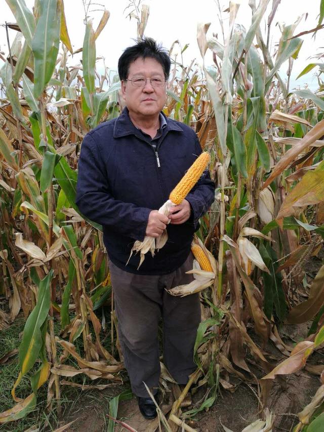 苏宝健：玉米地里增产有“诀窍”