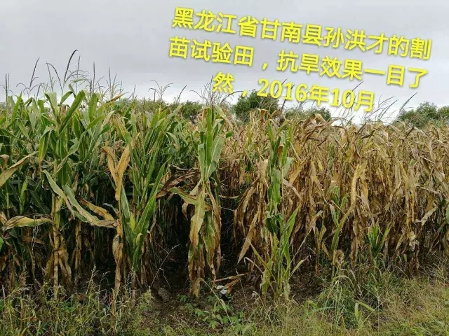 别闹，把好好的玉米苗割了就能增产？有人说：我先来试试！