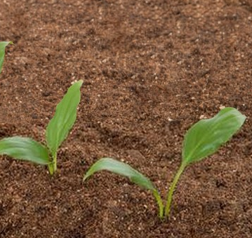 柳州将保障农产品质量安全:土壤不达标不准种吃的