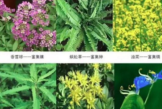 金属矿山土壤重金属污染修复-植物吸收