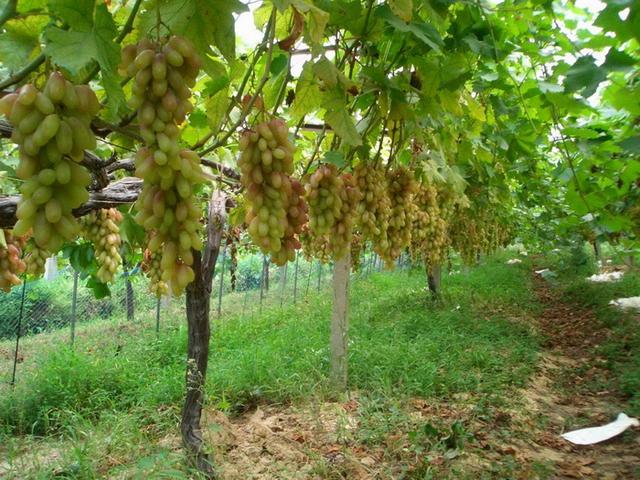 葡萄栽培中存在的问题及对策