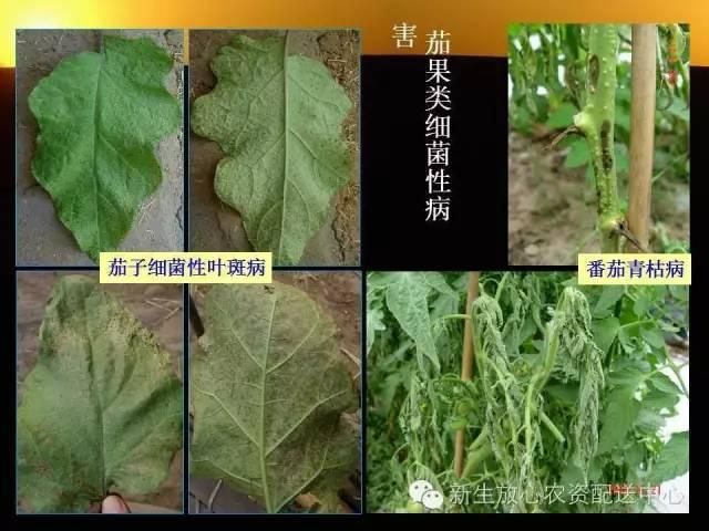 三分钟识别常见蔬菜病虫害（图文并茂）