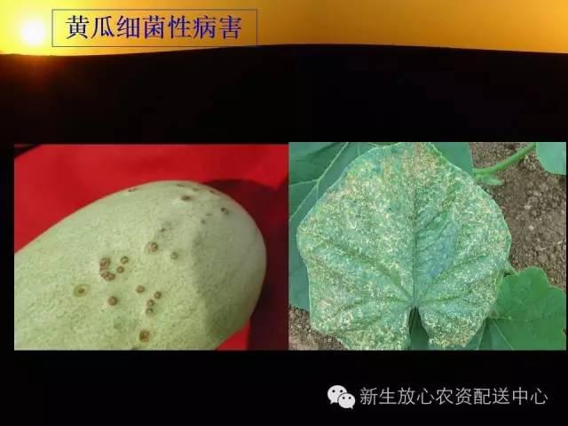 三分钟识别常见蔬菜病虫害（图文并茂）