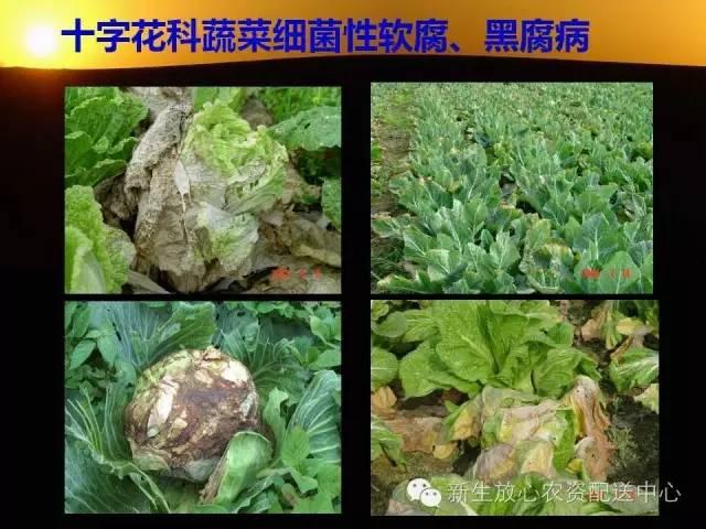 三分钟识别常见蔬菜病虫害（图文并茂）