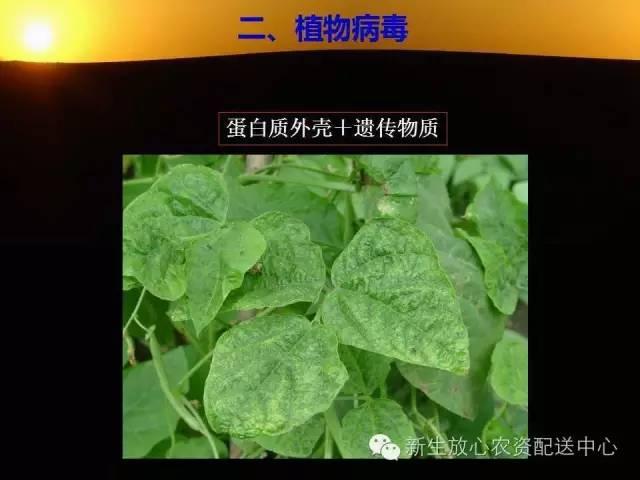 三分钟识别常见蔬菜病虫害（图文并茂）