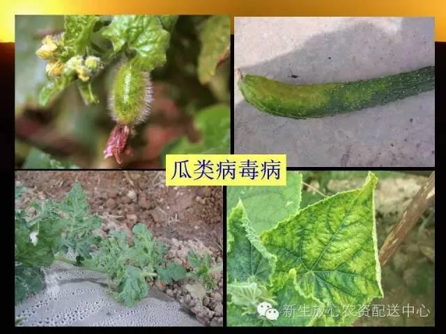 三分钟识别常见蔬菜病虫害（图文并茂）