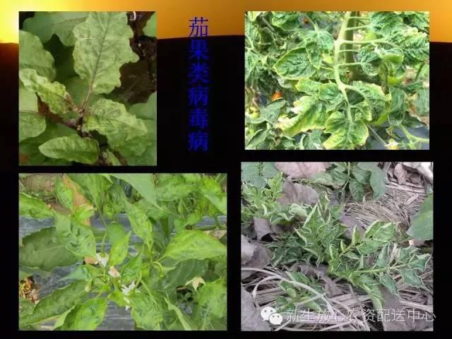 三分钟识别常见蔬菜病虫害（图文并茂）