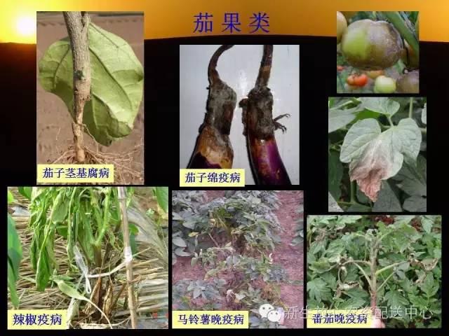 三分钟识别常见蔬菜病虫害（图文并茂）