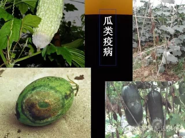 三分钟识别常见蔬菜病虫害（图文并茂）