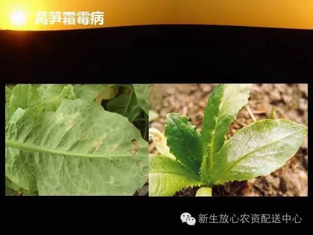 三分钟识别常见蔬菜病虫害（图文并茂）