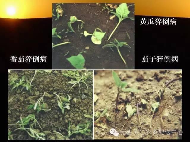 三分钟识别常见蔬菜病虫害（图文并茂）