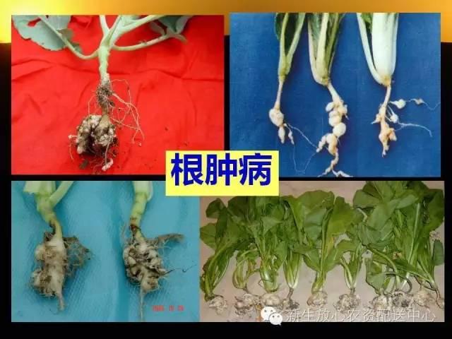 三分钟识别常见蔬菜病虫害（图文并茂）