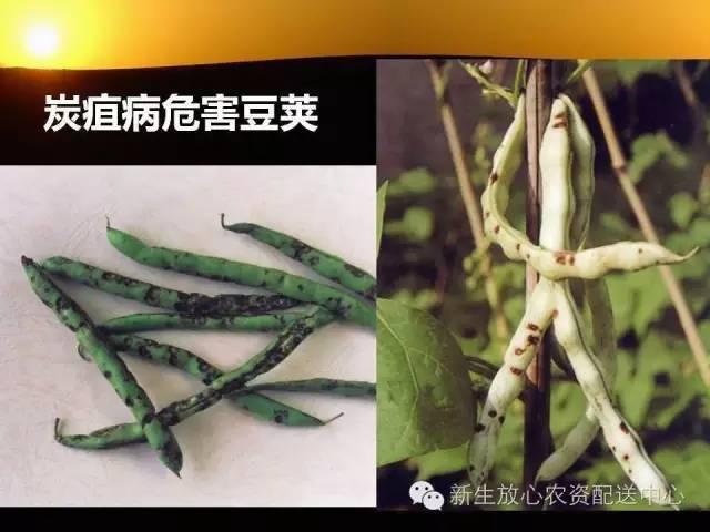 三分钟识别常见蔬菜病虫害（图文并茂）