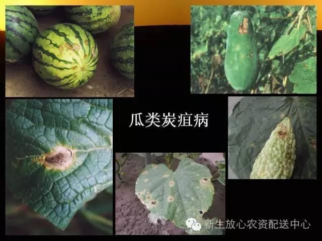 三分钟识别常见蔬菜病虫害（图文并茂）