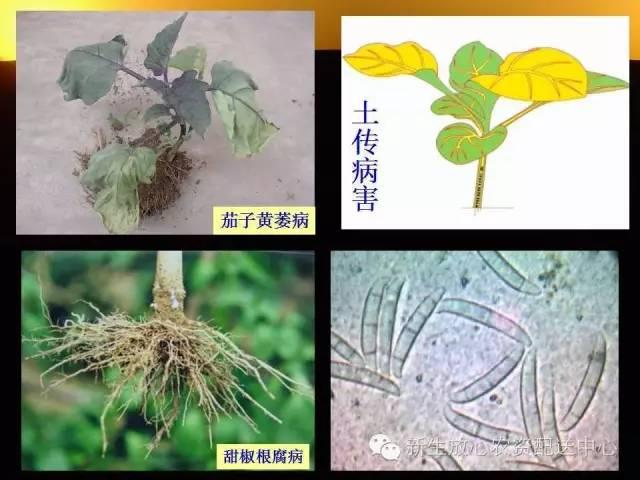 三分钟识别常见蔬菜病虫害（图文并茂）