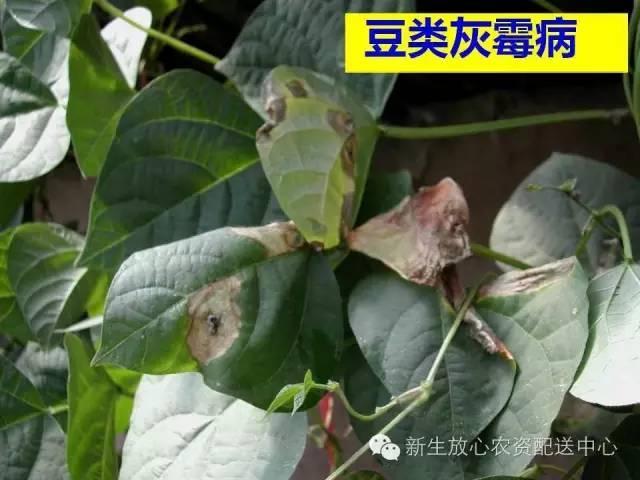 三分钟识别常见蔬菜病虫害（图文并茂）