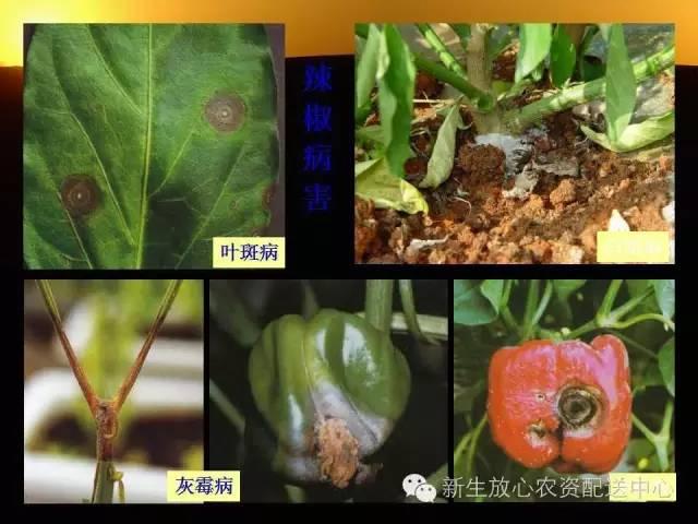 三分钟识别常见蔬菜病虫害（图文并茂）