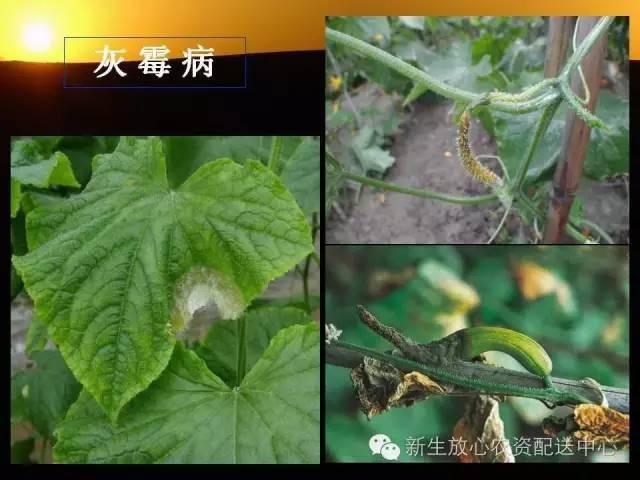 三分钟识别常见蔬菜病虫害（图文并茂）