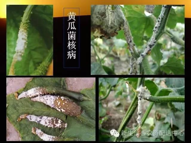 三分钟识别常见蔬菜病虫害（图文并茂）