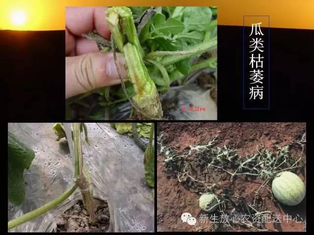 三分钟识别常见蔬菜病虫害（图文并茂）