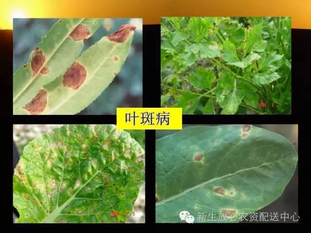 三分钟识别常见蔬菜病虫害（图文并茂）