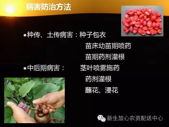 三分钟识别常见蔬菜病虫害（图文并茂）