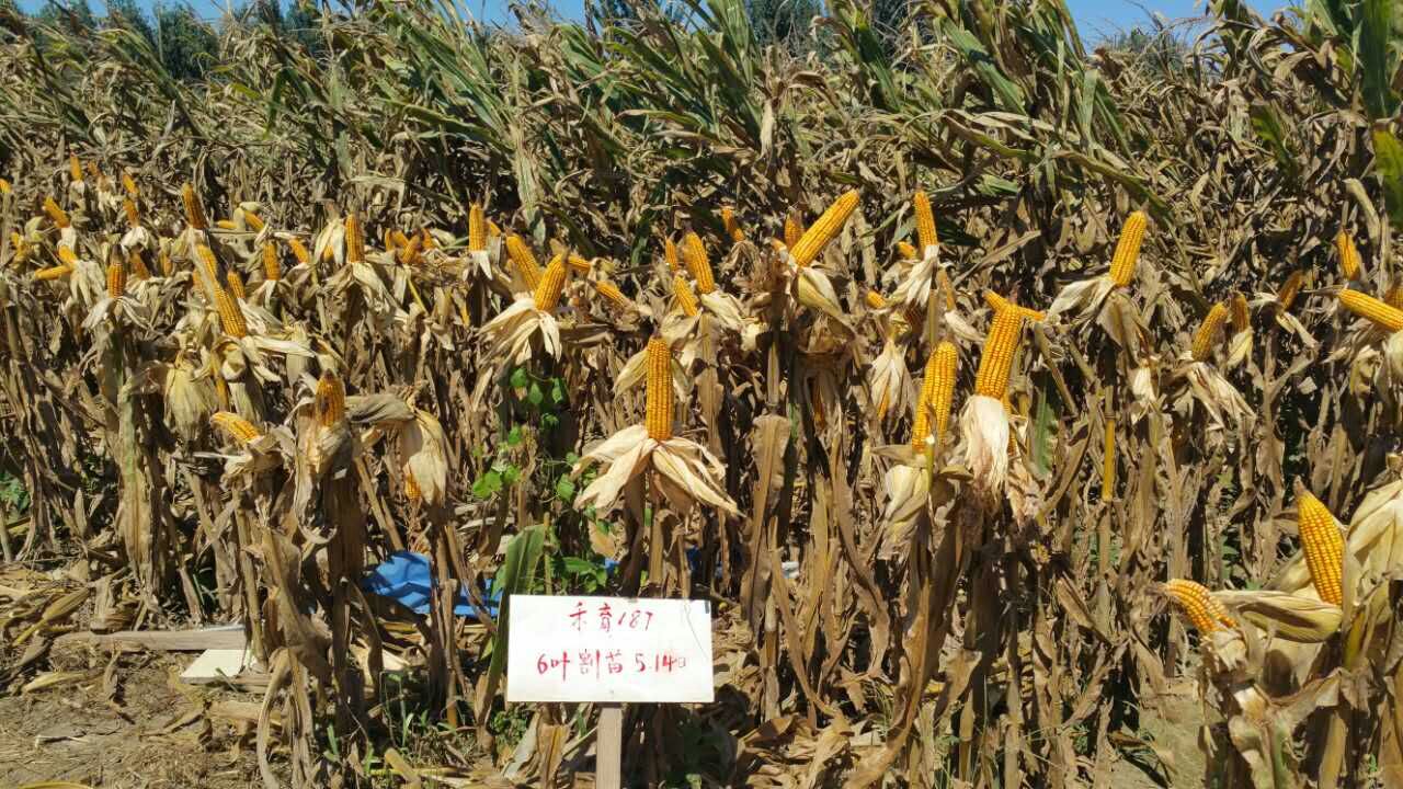 玉米割苗以后为什么会增产