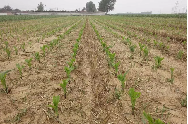 玉米割苗以后为什么会增产
