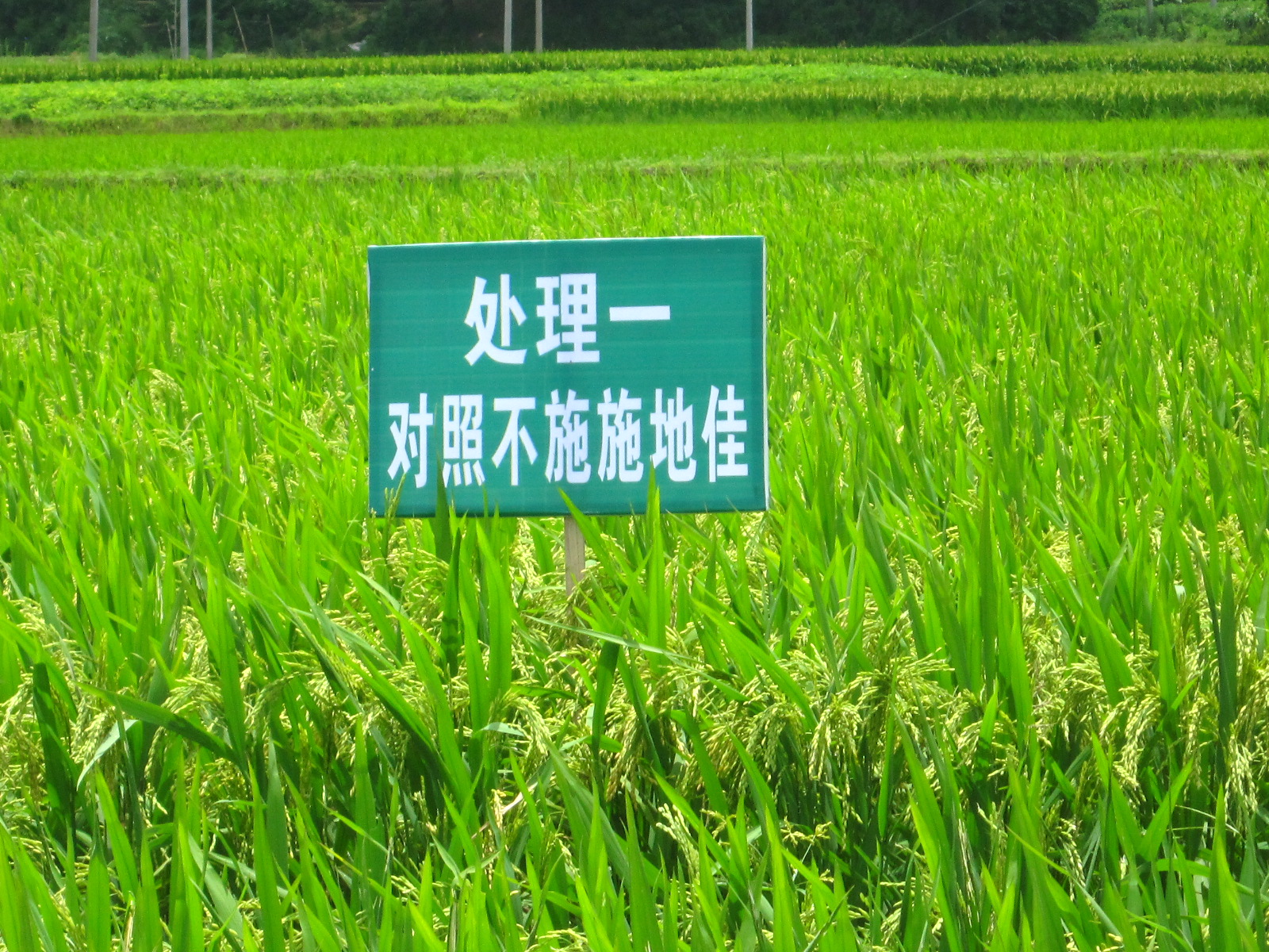  “施地佳”连续两年同田四季水稻地酸化土壤调理示范应用